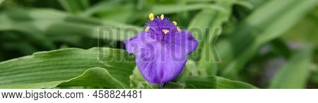 Flowers Tradescantia