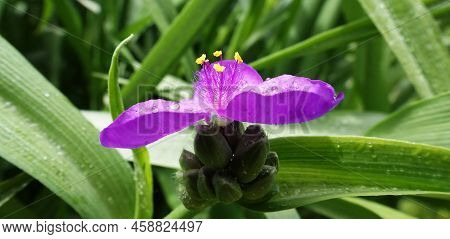 Flowers Tradescantia