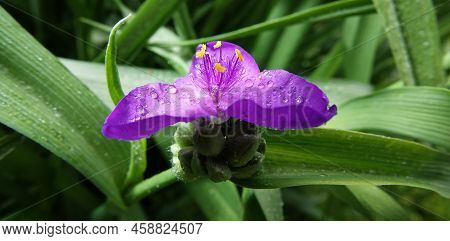 Flowers Tradescantia