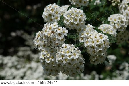 Spirea Flowers Cantonese