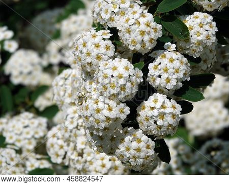 Spirea Flowers Cantonese