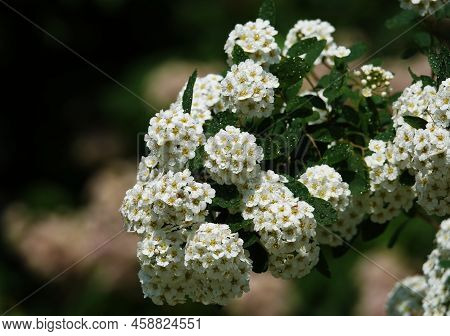 Spirea Flowers Cantonese