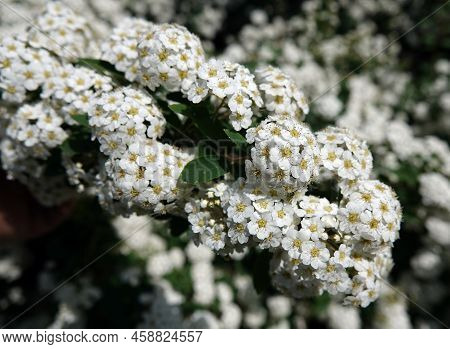 Spirea Flowers Cantonese