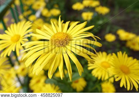 Flowers Doronicum Oriental
