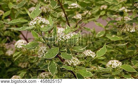 Derain Flowers White