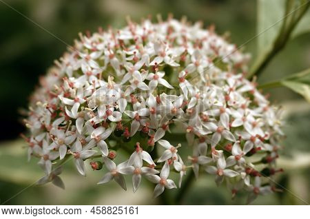 Derain Flowers White