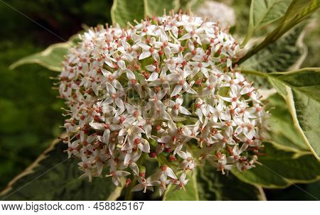 Derain Flowers White