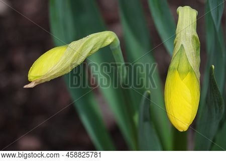 Narcissus Flower Yellow Or False