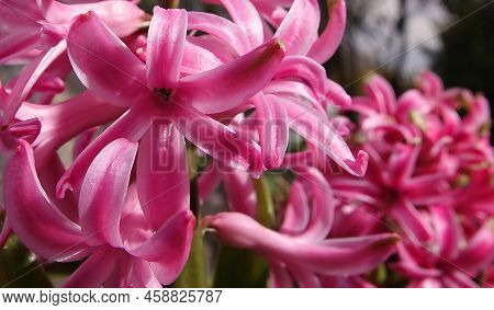 Oriental Hyacinth Flowers