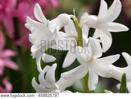 Oriental Hyacinth Flowers