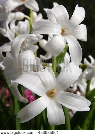 Oriental Hyacinth Flowers