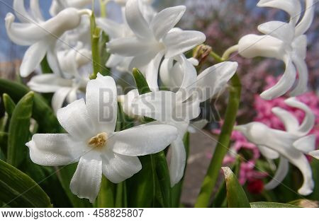 Oriental Hyacinth Flowers