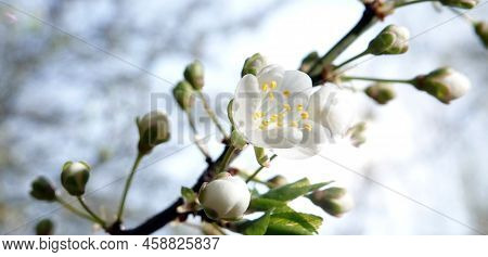 Blooming Cherry Tree