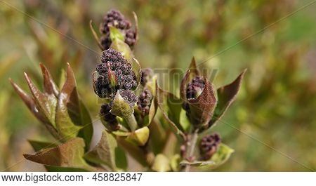 Lilacs In Spring Before Blooming