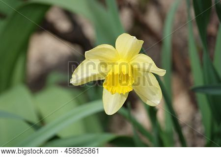 Narcissus Flower Yellow Or False