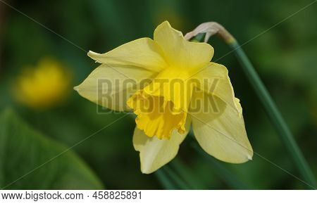 Narcissus Flower Yellow Or False