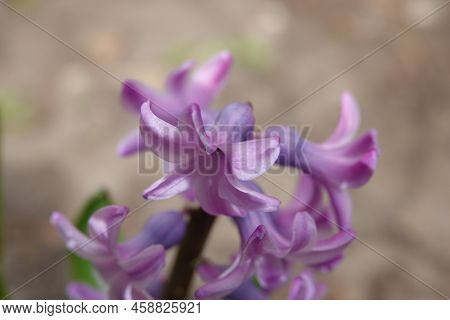 Oriental Hyacinth Flowers