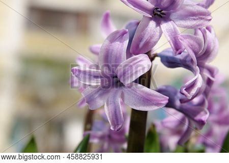 Oriental Hyacinth Flowers