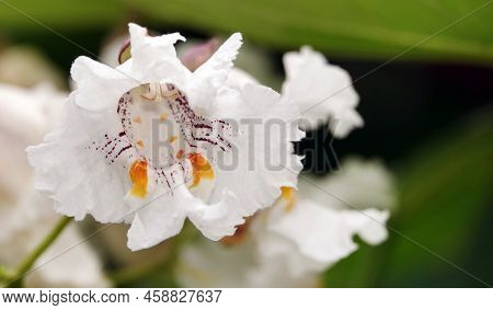 Flowers Catalpa Bigon-like, Native American Bean Tree, Catalpa Vulgaris, Catalpa Lilac, Cigar Tree