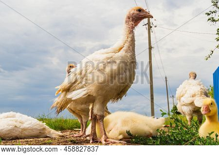 Turkey Cubs. Little Turkeys. Feeding And Caring For Birds. Poultry Farm. Village Life And Farming. T