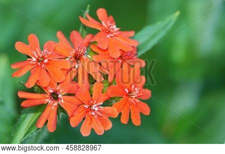 Flowers Dawn Ordinary Silence Chalcedonica