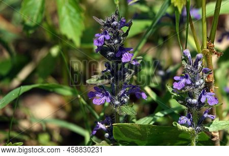Tender Hairy Flowers Blooming In A Clearing In The Forest