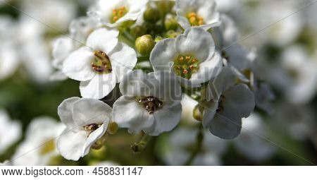 Flowers Lobularia, Seaside Lobularia, Sweet Alison, Sweet Alyssum Snow Crystals, Lawn Maker,