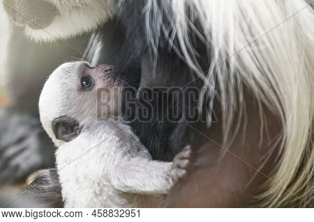 A Baby Abyssinian Colobus Drinks Its Mothers Breast Milk In The Evening Sunlight. Newborn Abyssinian