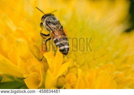 Honey Bee On The Yellow Colored Flower. Backside Of The Bee With Pollen Basket Or Known As Corbicula