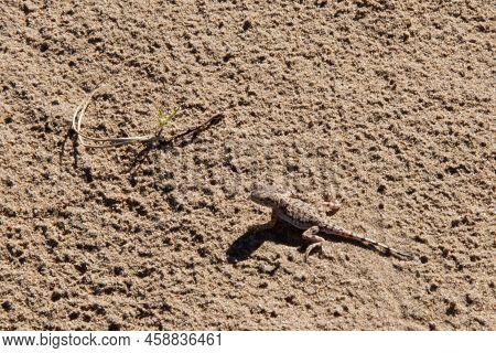 Baby Lizard On Its First Baby Steps. Gobi, Mongolia Desert.