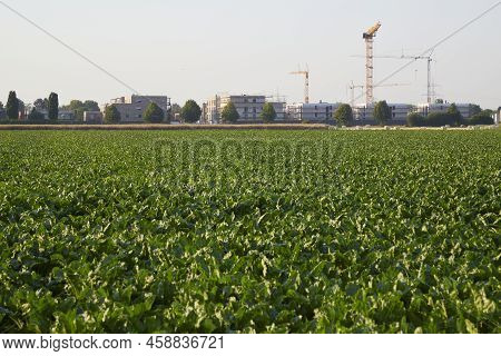 Shuger Beet Field In Front, Construction Works For Family Houses In The Background. Symbol For New H
