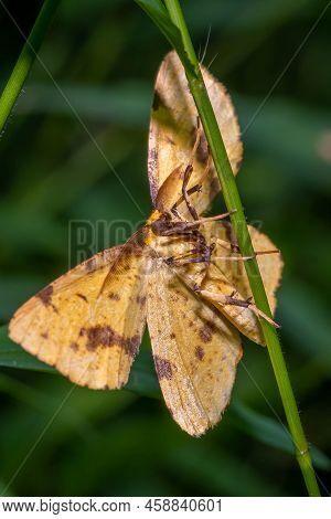 A Crocus Geometer Moth (genus xanthotype) Clings To A Stem. Raleigh, North Carolina.l