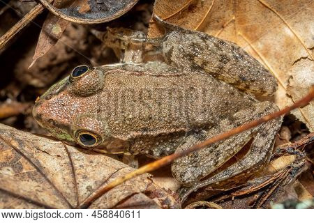 Top View Of A Green Frog (lithobates Clamitans). Raleigh, North Carolina.