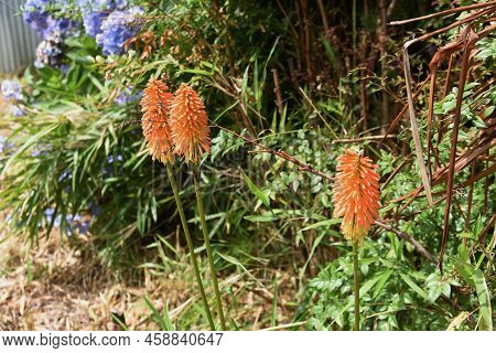 Red Hot Poker Flowers. Xanthorrhoeaceae Pernnial Evergreen Plants. The Flowering Season Is From June