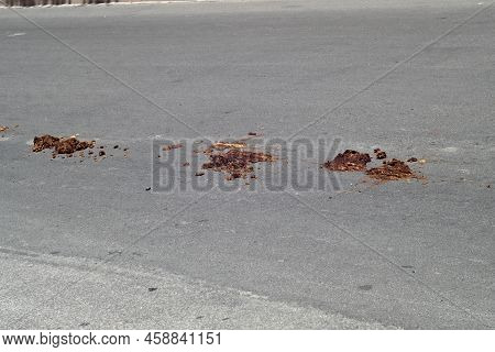 Horse Poop On The Way To A Patronal Feast