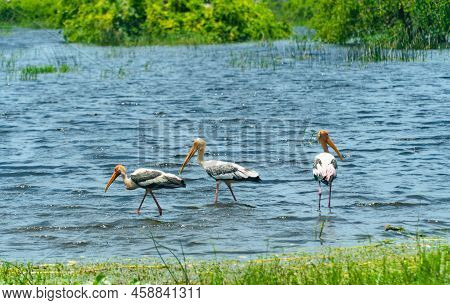 Herons And Other Birds In Wetlands. Kumana National Park. Sri Lanka.