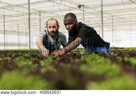 Selective Focus On Two Men Looking Worried Doing Quality Control Checking Plants Development Discove
