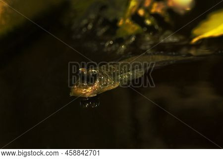 The Pearse's Mudskipper (periophthalmus Novemradiatus) In Aquarium.