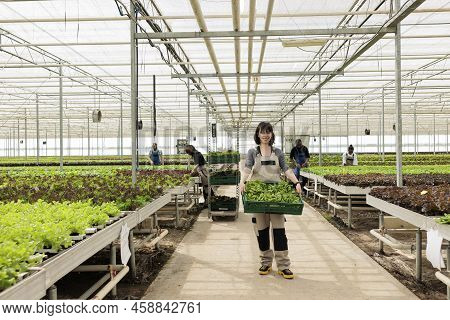 Smiling Caucasian Woman Holding Crate With Fresh Batch Of Organic Lettuce With Busy Farmers In Green