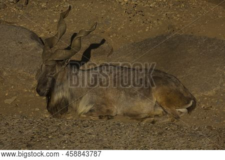The Markhor (capra Falconeri) In The Zoological Garden.