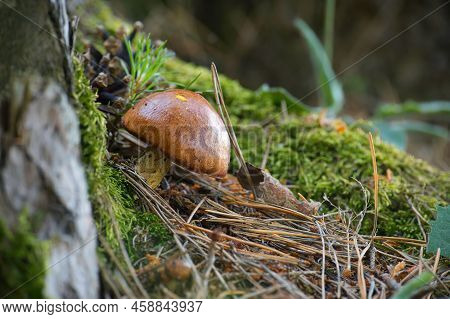 Suillus Variegatus Is A Species Of Edible Mushroom Commonly Called The Velvet Bolete Or Variegated B