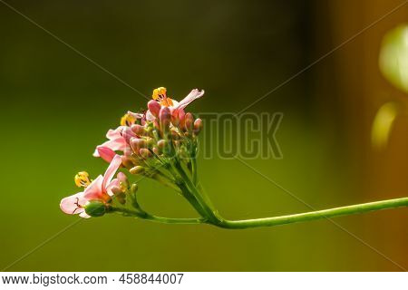 Flowers And Fruit Of Jatropha Integerrima Jacq, Flowers Are Pink While The Fruit Is Like Green Balls