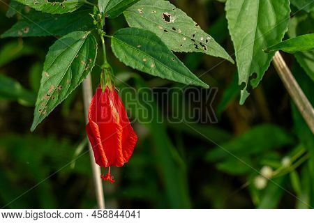Mazapan Flowers Blooming In The Shape Of Red Bells, Blurred Green Foliage Background