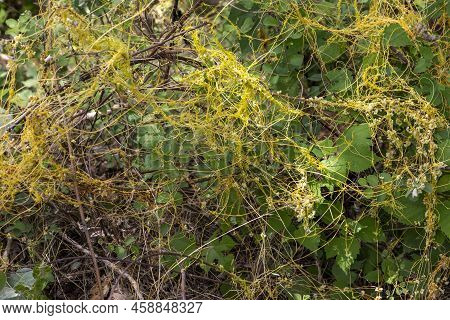Cuscuta, Dodder, Parasitic Plant. Wild Invasive Creeper Plant