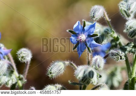 Borage Borago Officinalis , Also Known As A Starflower, Is An Annual Herb In The Flowering Plant Fam