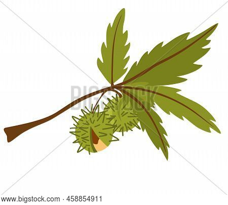 Chestnut. Branch With Leaves And Chestnuts. Organic Food. Design Elements For Fabric, Poster, Packag