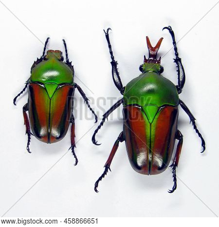 Beetles Isolated On White. Colorfull Green Beetles Eudicella Woermanni Macro. Collection Beetles. Co
