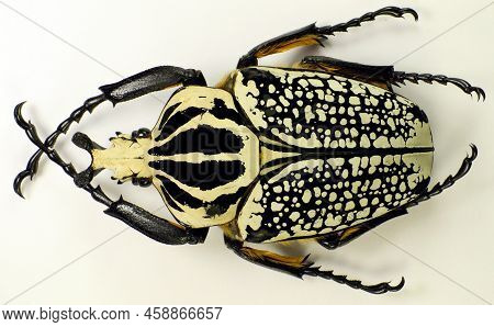 Beetle Isolated On White. Giand Flower African Beetle Goliathus Orientalis Fron Congo Macro. Collect