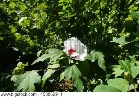 Branch Of Hibiscus Syriacus With One  White Crimsoneyed Flower In August