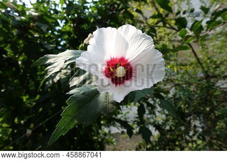 Close View Of  White Crimsoneyed Flower Of Hibiscus Syriacus In Mid August